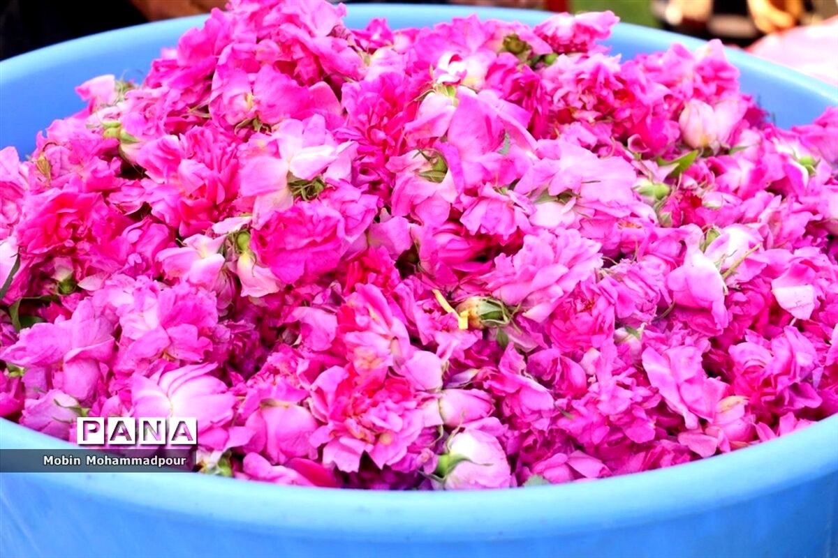 ‌تفاله‌های با ارزش حاصل از گلاب‌گیری