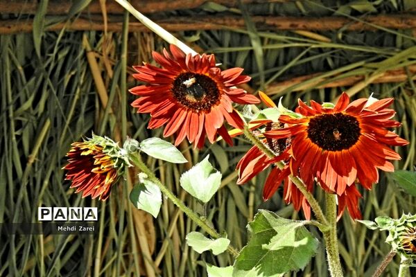 زیبایی‌های چلگرد و کوهرنگ