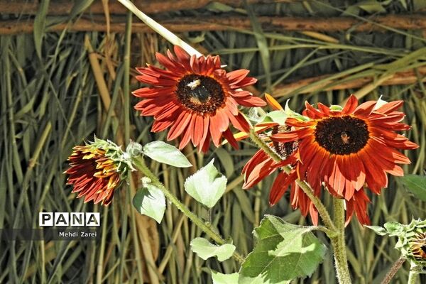 زیبایی‌های چلگرد و کوهرنگ