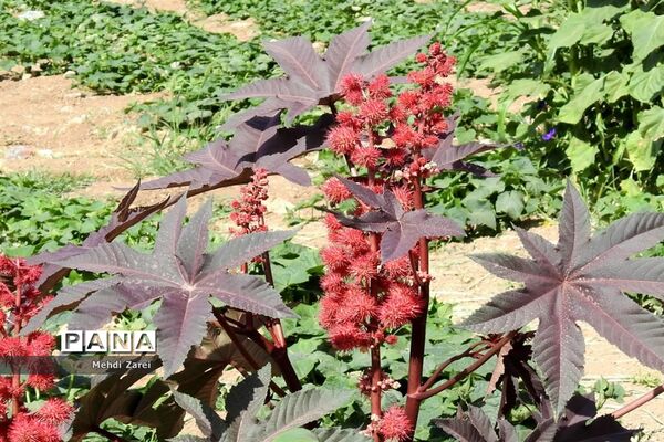 زیبایی‌های چلگرد و کوهرنگ