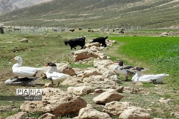 زیبایی‌های چلگرد و کوهرنگ