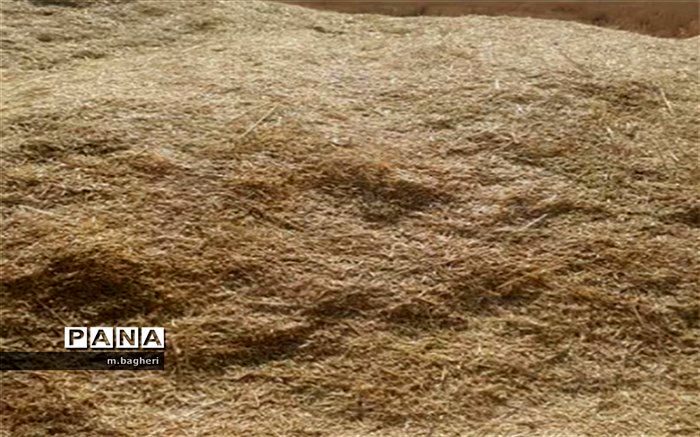 انبار‌های پر از آذوقه در شهرکاج