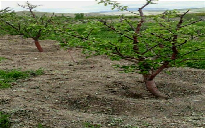 آبیاری غرقابی،روش غالب در آبیاری باغات  شهر کاج