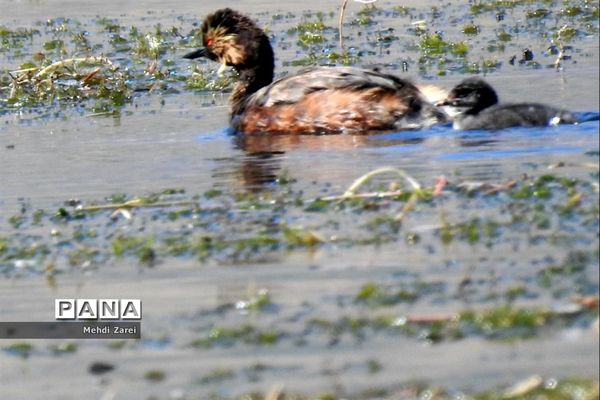 هنر آفرینی خداوند در طبیعت  تالاب چغاخور در چهار محال و بختیاری