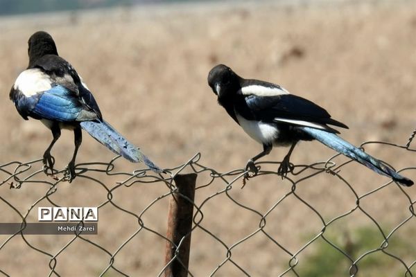 هنر آفرینی خداوند در طبیعت  تالاب چغاخور در چهار محال و بختیاری