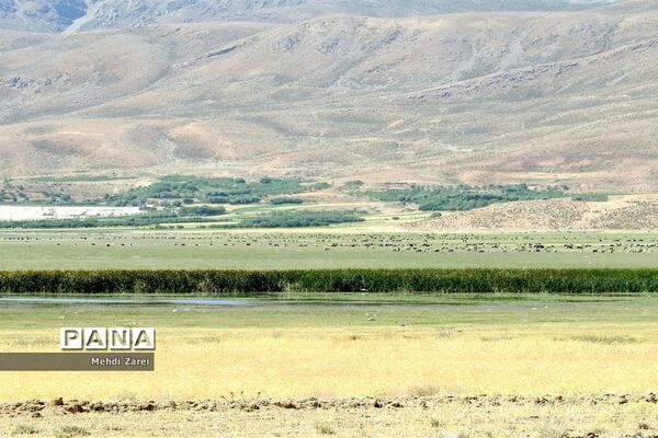 هنر آفرینی خداوند در طبیعت  تالاب چغاخور در چهار محال و بختیاری