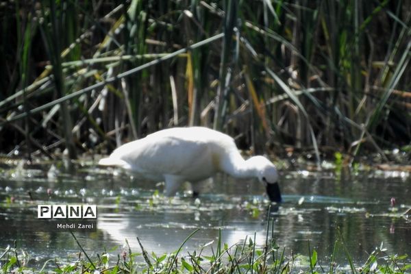 هنر آفرینی خداوند در طبیعت  تالاب چغاخور در چهار محال و بختیاری