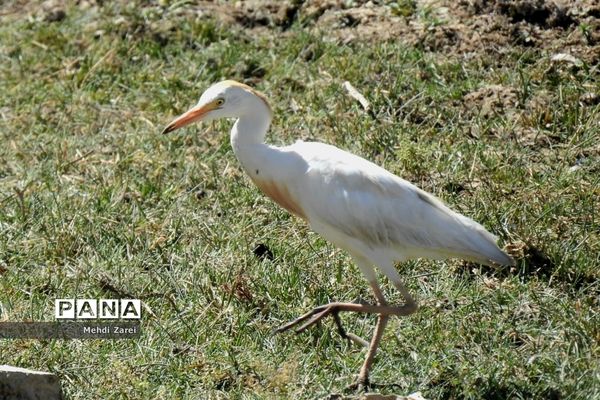 هنر آفرینی خداوند در طبیعت  تالاب چغاخور در چهار محال و بختیاری