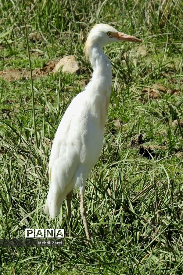 هنر آفرینی خداوند در طبیعت  تالاب چغاخور در چهار محال و بختیاری