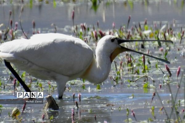 هنر آفرینی خداوند در طبیعت  تالاب چغاخور در چهار محال و بختیاری