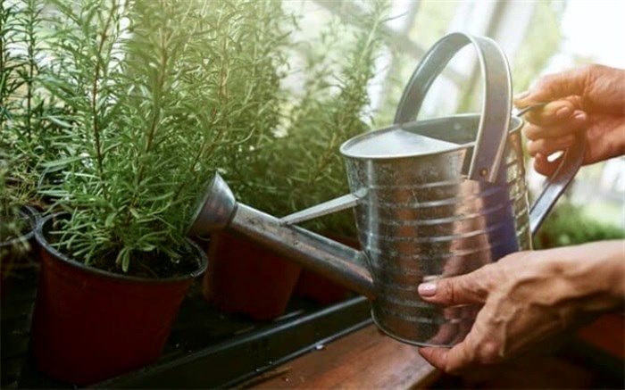 با این روش در خانه گیاه رزماری بکارید