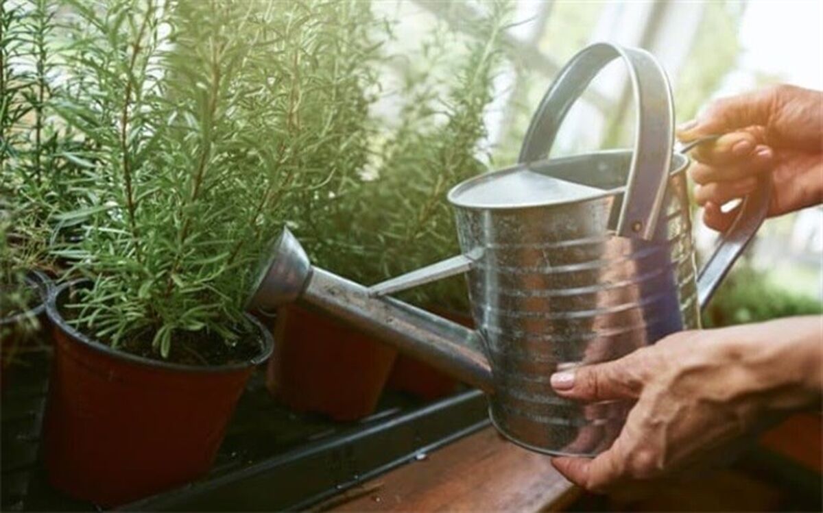 با این روش در خانه گیاه رزماری بکارید
