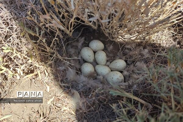 طبیعت زیبای قله دماوند