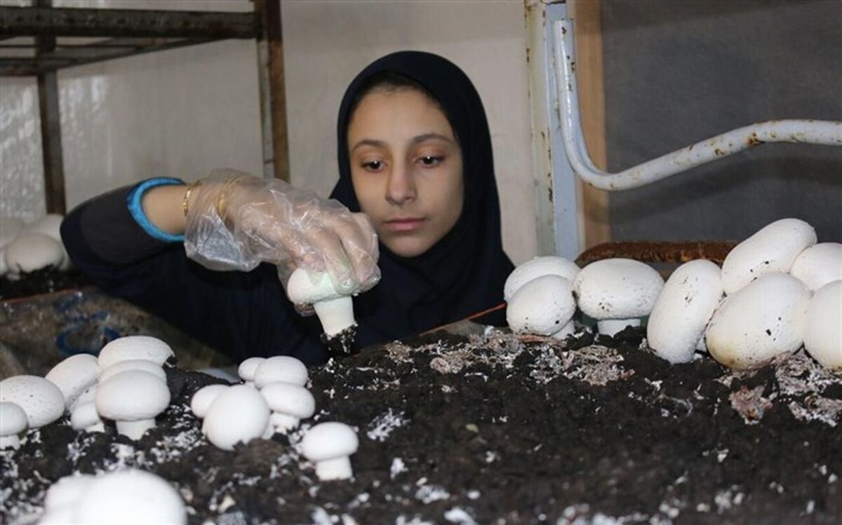 کارآفرینان خانگی در حوزه تولید قارچ ساماندهی می‌شوند