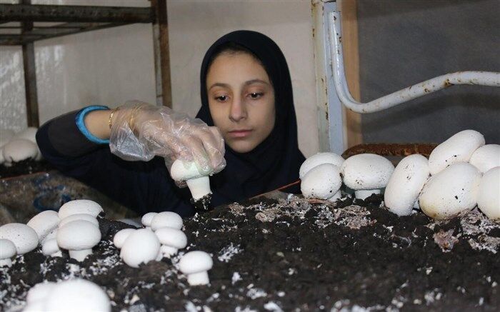 کارآفرینان خانگی در حوزه تولید قارچ ساماندهی می‌شوند