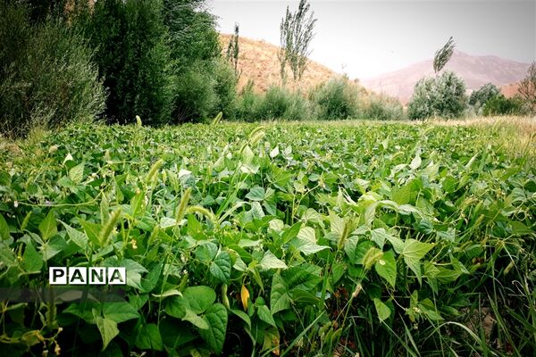 طبیعت تابستانی روستای دره بید شهرستان کوهرنگ