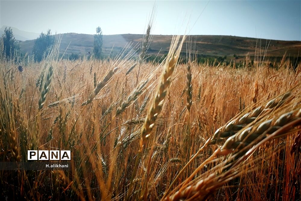 طبیعت تابستانی روستای دره بید شهرستان کوهرنگ