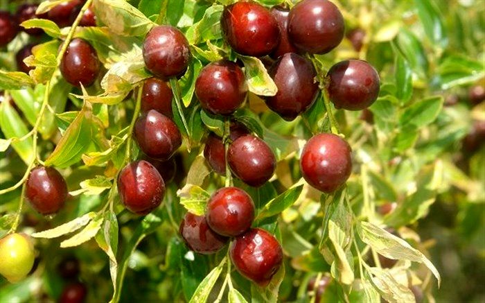 عناب؛ گیاهی آرام‌بخش و ضد بدخلقی