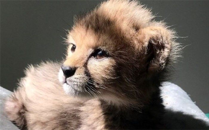 سومین توله یوزِ ایران «پیروز» نام گرفت