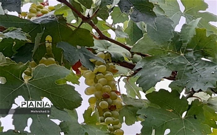 آغاز برداشت انگور سبز در شهر کاج