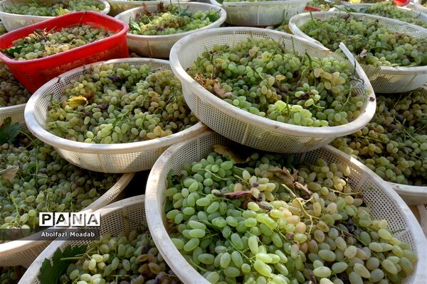 برداشت انگور از خلیل‌آباد