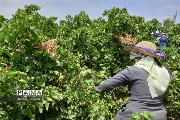 برداشت انگور از خلیل‌آباد