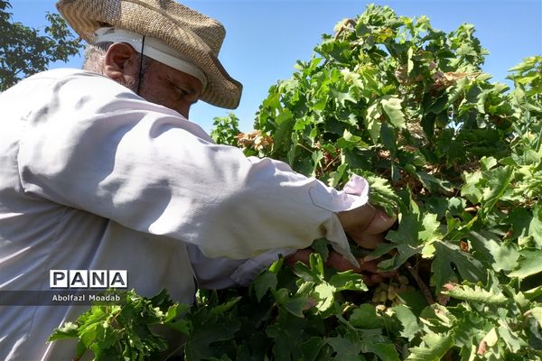 برداشت انگور از خلیل‌آباد