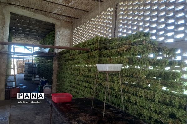 برداشت انگور از خلیل‌آباد