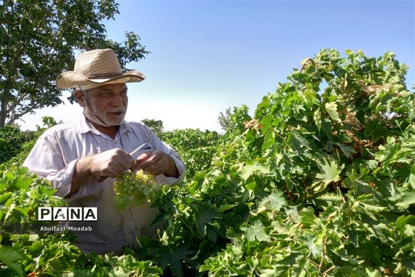 برداشت انگور از خلیل‌آباد
