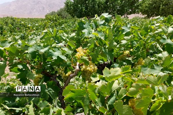 برداشت مروارید‌های زرد انگور از تاکستان‌های روستای محمدآباد زیرکوه
