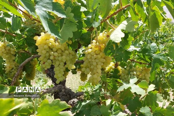 برداشت مروارید‌های زرد انگور از تاکستان‌های روستای محمدآباد زیرکوه