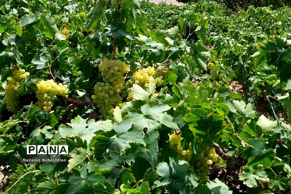 برداشت مروارید‌های زرد انگور از تاکستان‌های روستای محمدآباد زیرکوه