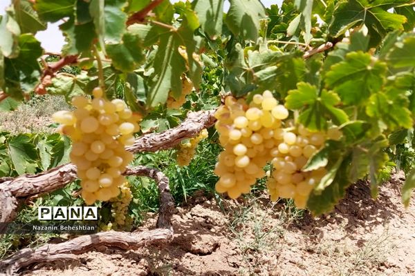 برداشت مروارید‌های زرد انگور از تاکستان‌های روستای محمدآباد زیرکوه