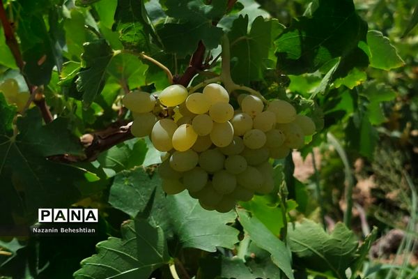 برداشت مروارید‌های زرد انگور از تاکستان‌های روستای محمدآباد زیرکوه