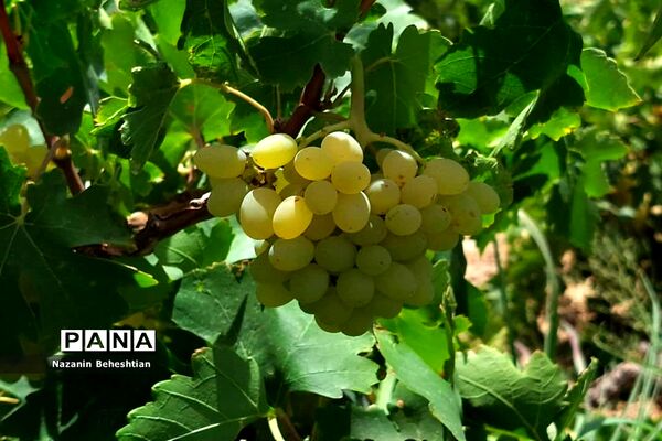 برداشت مروارید‌های زرد انگور از تاکستان‌های روستای محمدآباد زیرکوه