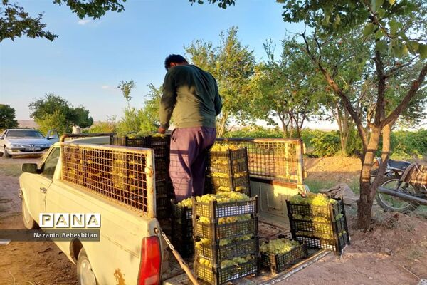 برداشت مروارید‌های زرد انگور از تاکستان‌های روستای محمدآباد زیرکوه