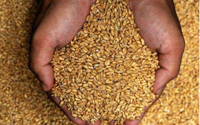 کاهش بهای جهانی غلات در پی تداوم صادرات اوکراین