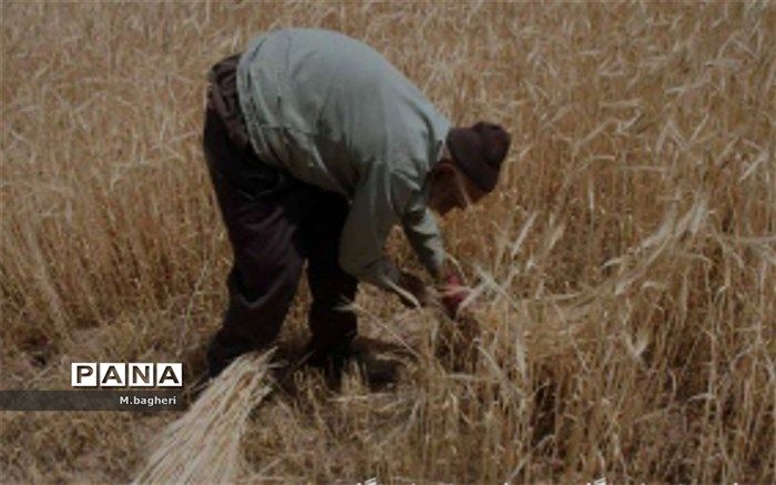 رشد ۵۱ درصدی خرید تضمینی گندم در سال جاری