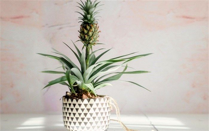 شیوه پرورش آناناس در خانه