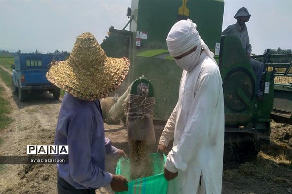 برداشت برنج در شالیزارهای قائمشهر