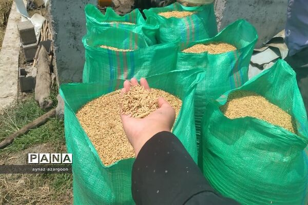 برداشت برنج در شالیزارهای قائمشهر