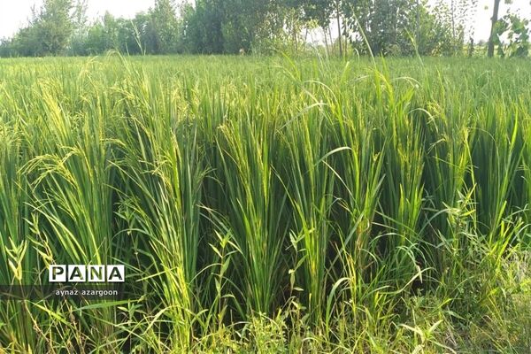 برداشت برنج در شالیزارهای قائمشهر