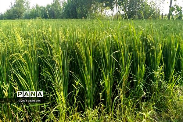 برداشت برنج در شالیزارهای قائمشهر