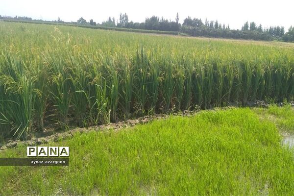 برداشت برنج در شالیزارهای قائمشهر