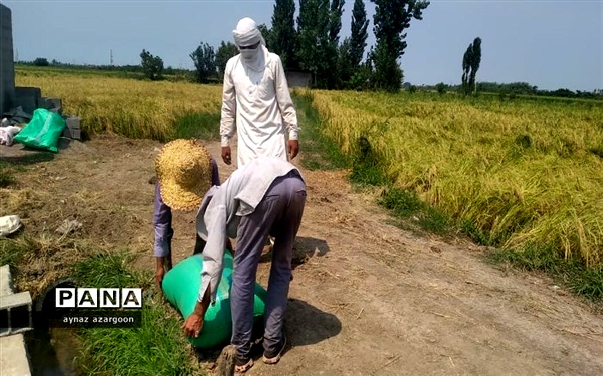 افزایش ۳۰ درصدی تولید برنج