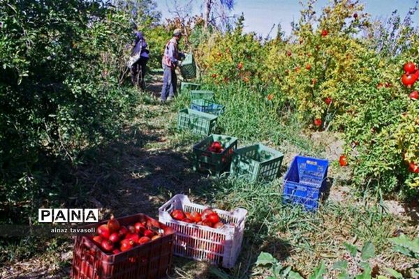 برداشت انار از باغات روستای خور