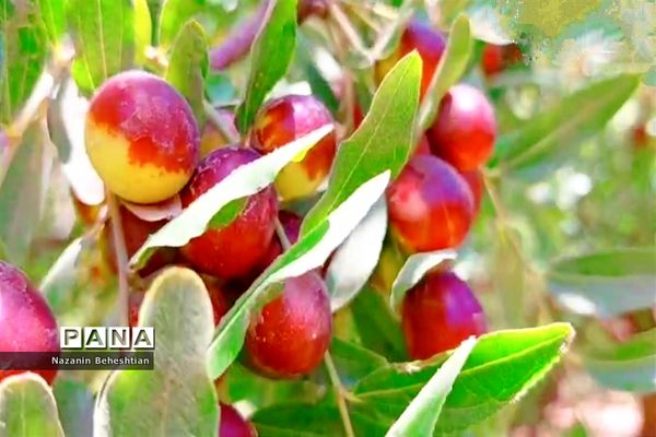 درخشش خوشه‌های سرخ عناب بر شاخسار درختان شهرستان زیرکوه