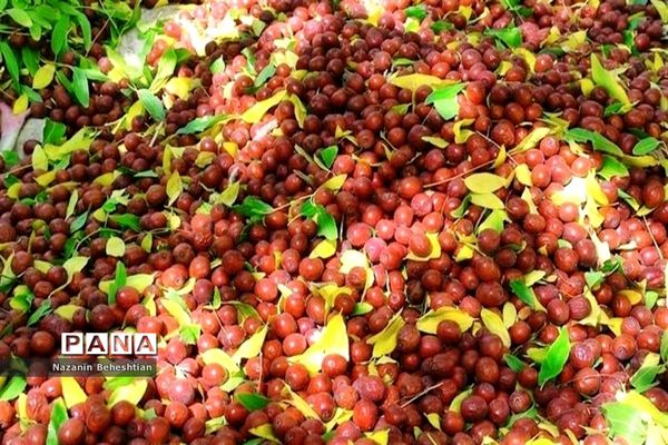 درخشش خوشه‌های سرخ عناب بر شاخسار درختان شهرستان زیرکوه