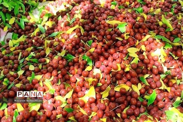 درخشش خوشه‌های سرخ عناب بر شاخسار درختان شهرستان زیرکوه