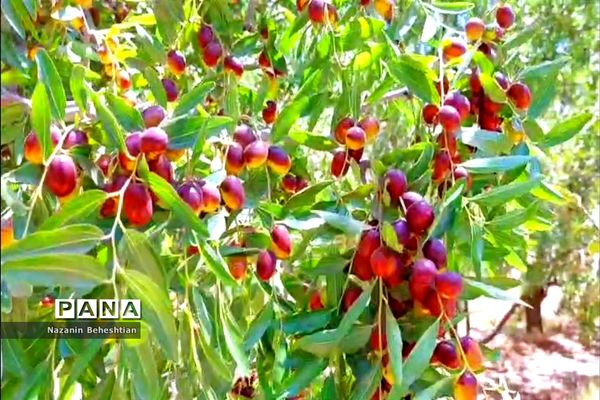 درخشش خوشه‌های سرخ عناب بر شاخسار درختان شهرستان زیرکوه